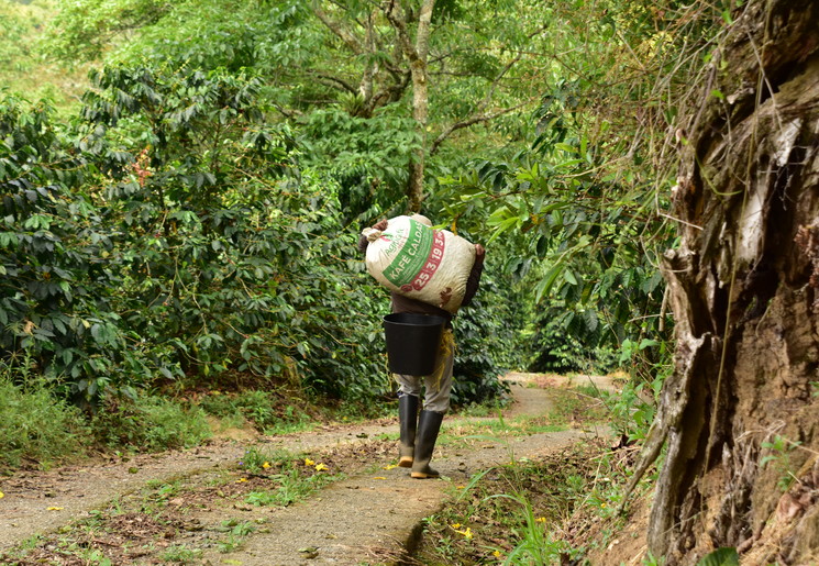 Lokale werkers op de koffieplantages in Colombia