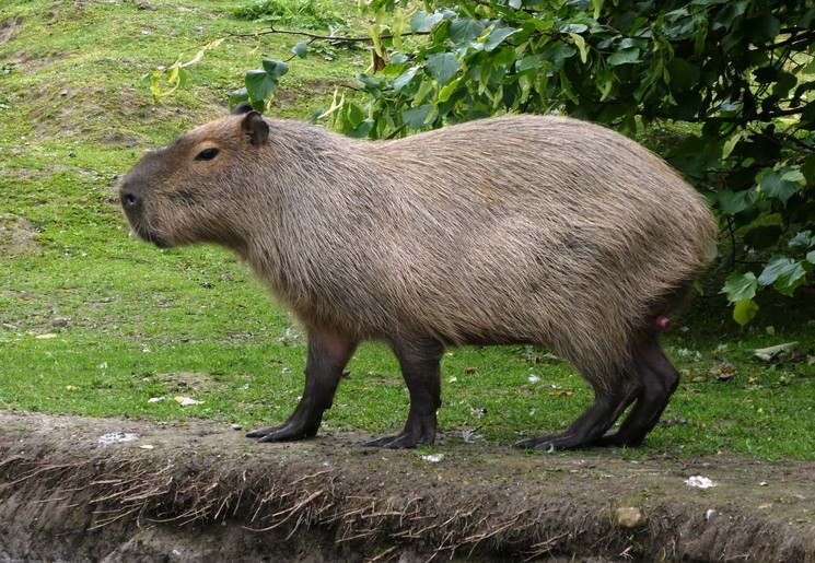 Colombia-Los-Llanos-Capibara Colombia-Los-Llanos-Capibara