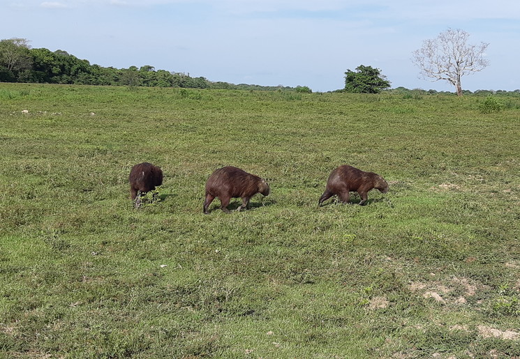 Colombia-Los-Llanos-capibarafamilie Colombia-Los-Llanos-capibarafamilie