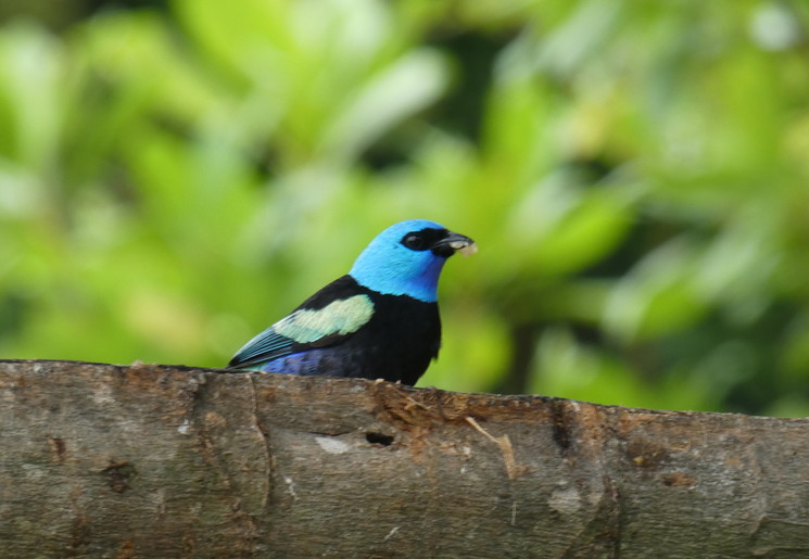 Vogels spotten in Palomino, Colombia