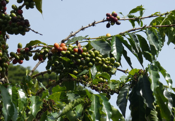 Colombia-Manizales-Hacienda-Venecia-Koffietour-3