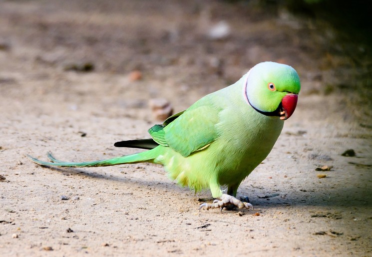 Colombia-Minca-Papegaai
