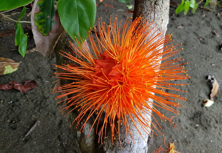 Colombia-Nuqui-flora-en-fauna