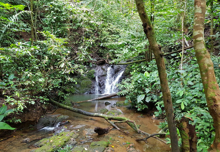Colombia-Nuqui-jungle