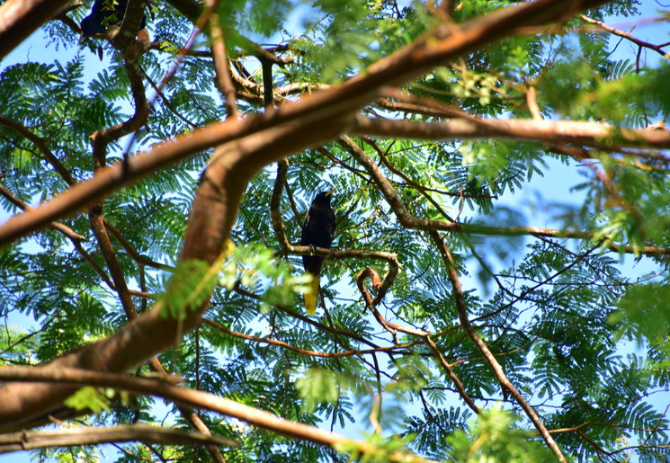 Montezuma Oropendola in de bomen van Costa Rica