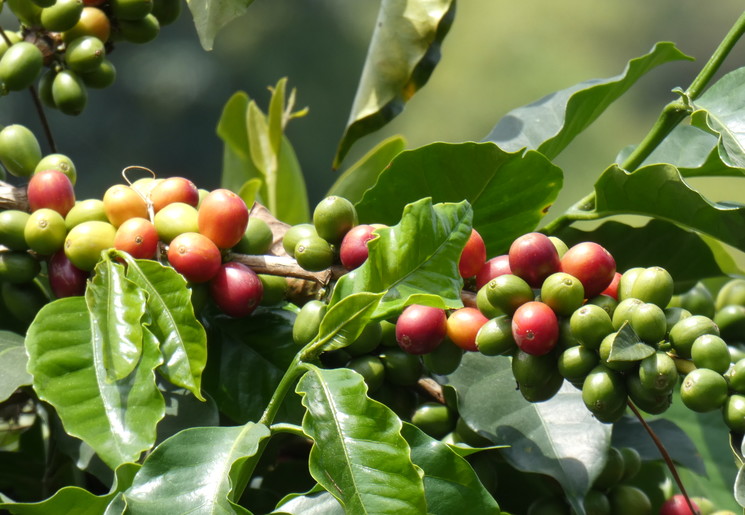 Colombia-Pereira-Finca-del-Cafe-Koffietour-4