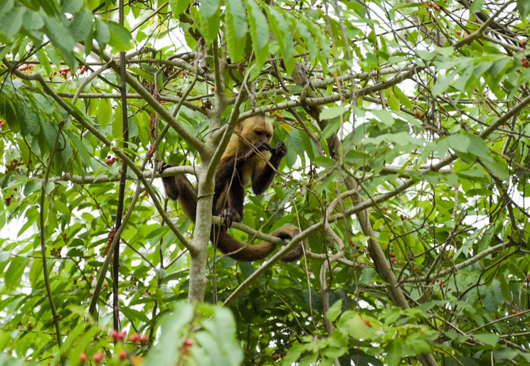 Een aapje verscholen tussen de takken In Tayrona National Park