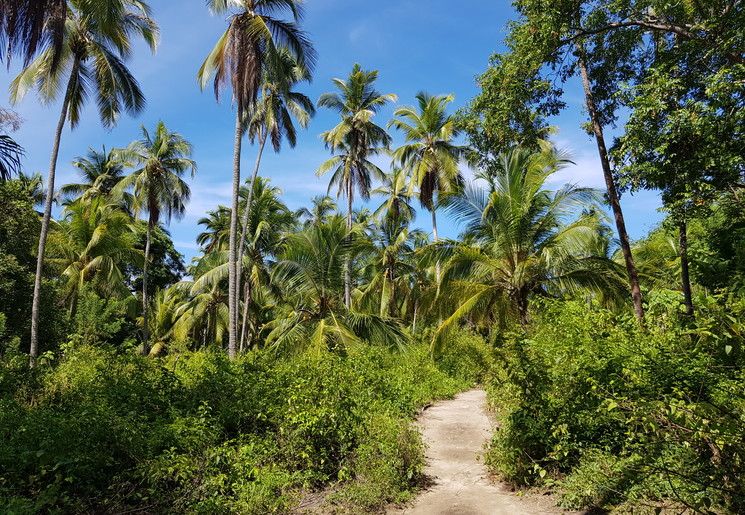 Colombia-TayronaNP-jungle_1_482255