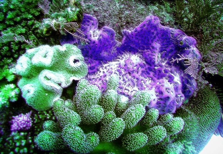 Coral-Reef-Teluk-Sumbang11-6142231d