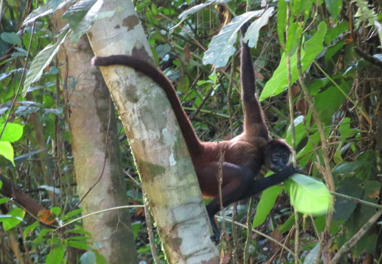 Corcovado-Waterval(6)