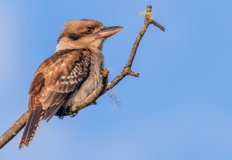 Kookabura vogel
