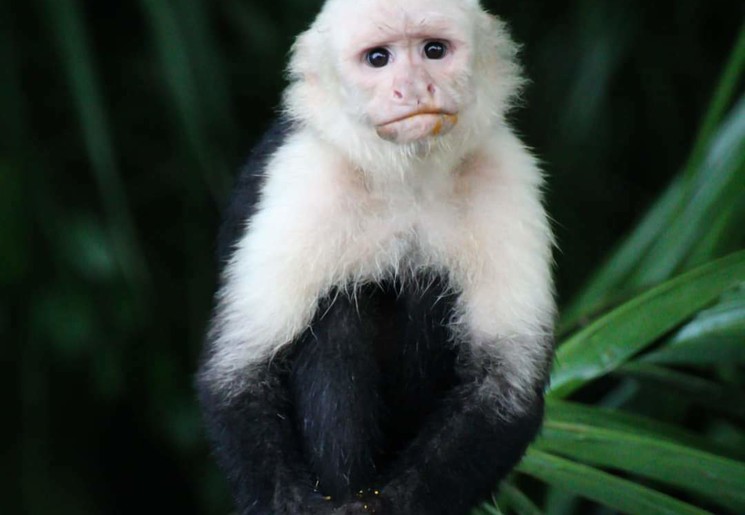 Aapje in Costa Rica
