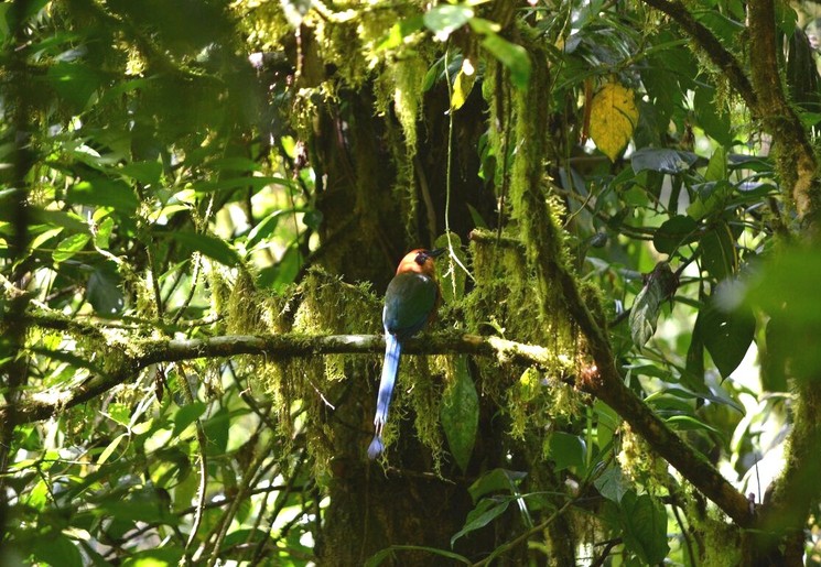 De Rufous Motmot vogel in Costa Rica De Rufous Motmot vogel in Costa Rica
