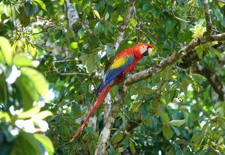 Ara's spotten in de groene natuur van de nationale parken van Costa Rica