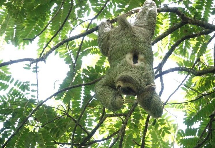 Luiaards spotten in het Manuel Antonio National Park, Costa Rica