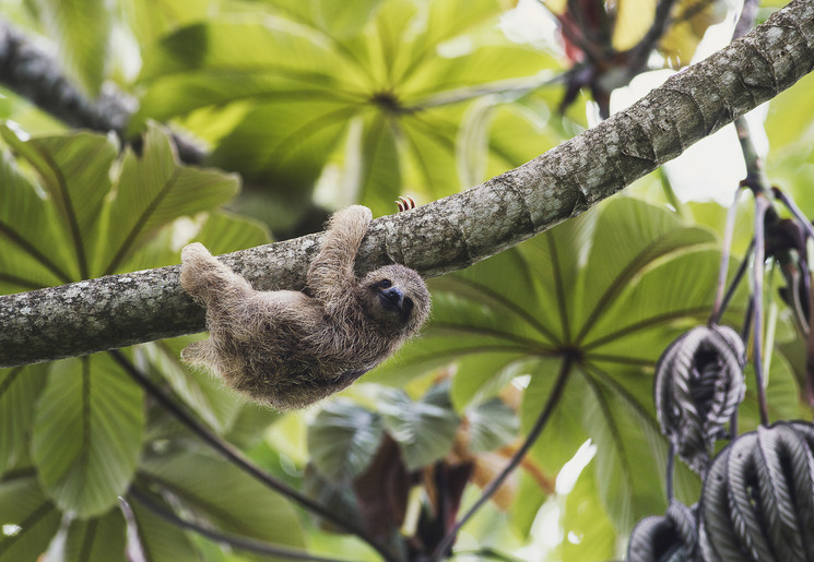 Luiaarden spotten in Arenal in Costa Rica