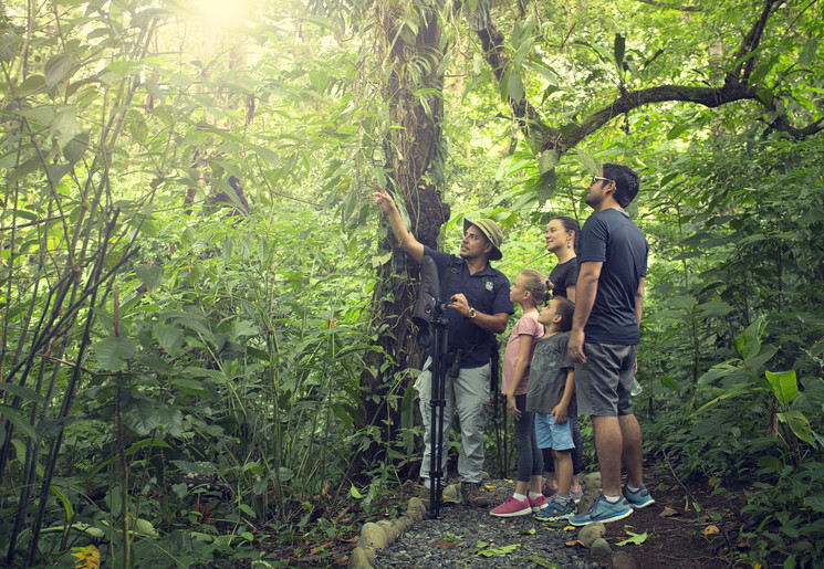 Luiaard spotte in Costa Rica