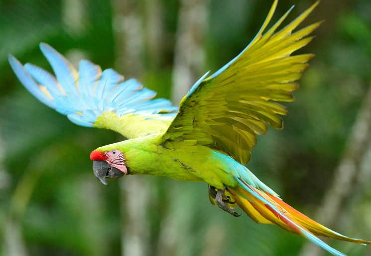 Een groene macaw in Boca Tapada, Costa Rica Een groene macaw in Boca Tapada, Costa Rica