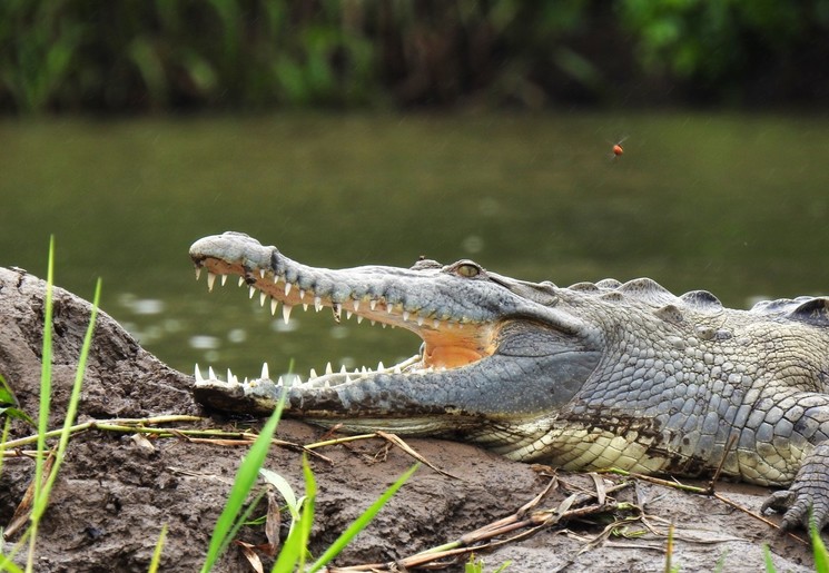 Krokodillen vind je in de rivier in Boca Tapada