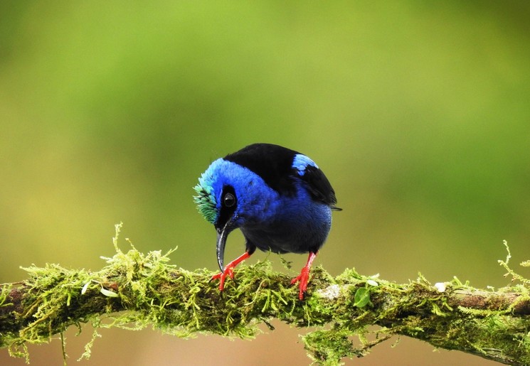 Bijzondere vogels in Boca Tapada, Costa Rica