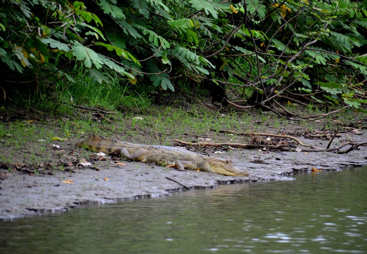 Ga op zoek naar wildlife in de nacht, in Nicaragua