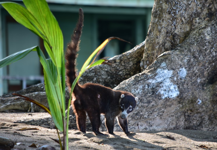 Caoti in Corcovado National Park - Costa Rica