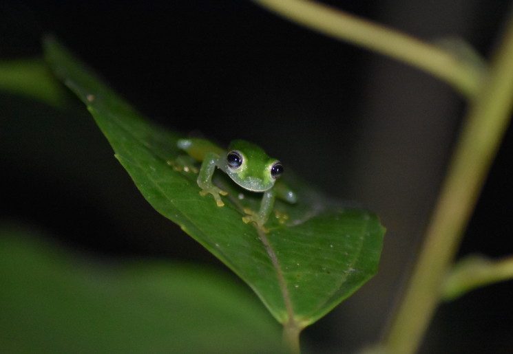 Kikkers tijdens de nighttour NAbij Corcovado National Park - Costa Rica