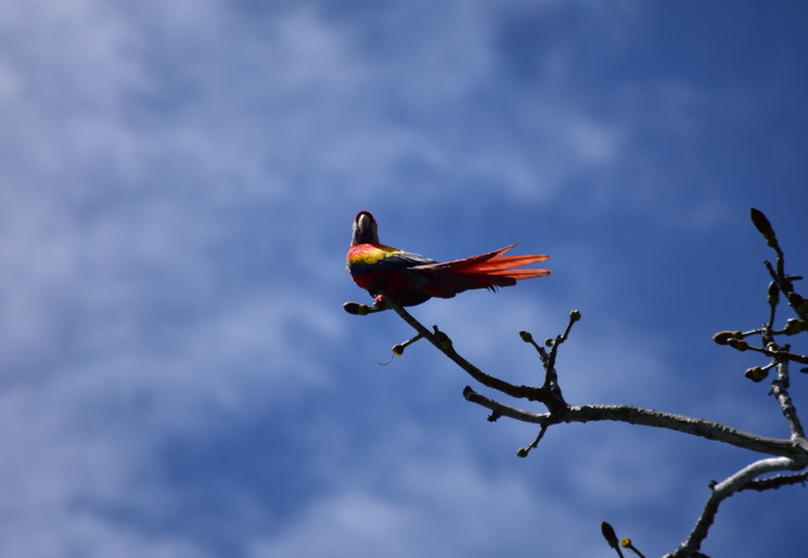 Wat te doen in Corcovado National Park