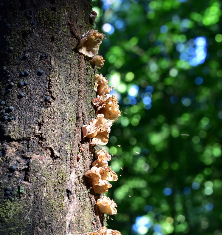 Natuur in Corcovado National Park - Costa Rica