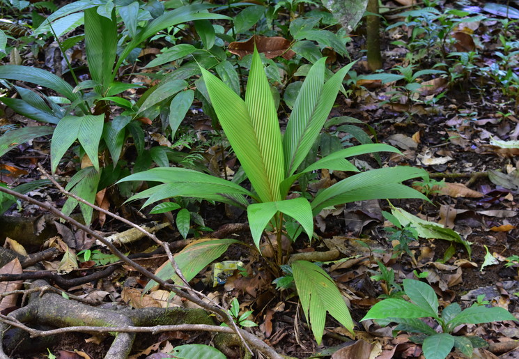 Natuur in Corcovado National Park - Costa Rica