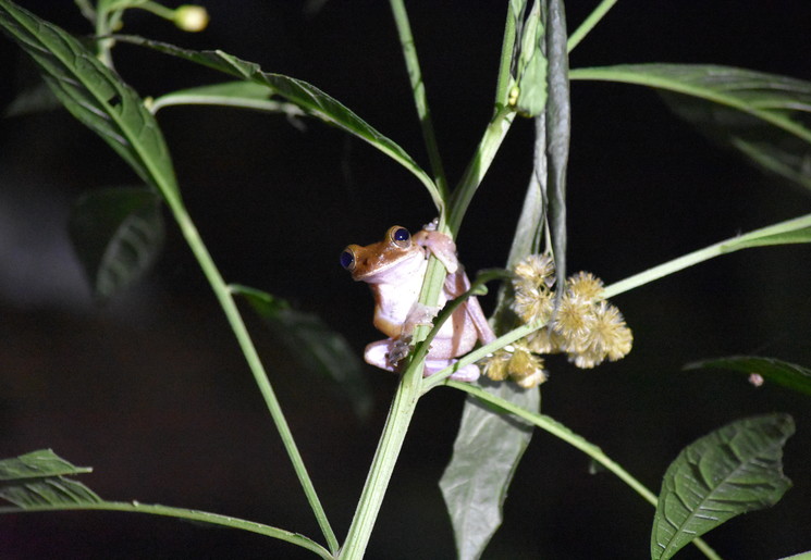 Kikkers tijdens de nighttour nabij Corcovado National Park - Costa Rica