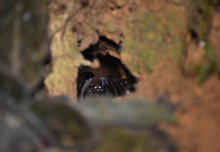 Tarantula tijdens de nighttour nabij Corcovado National Park - Costa Rica