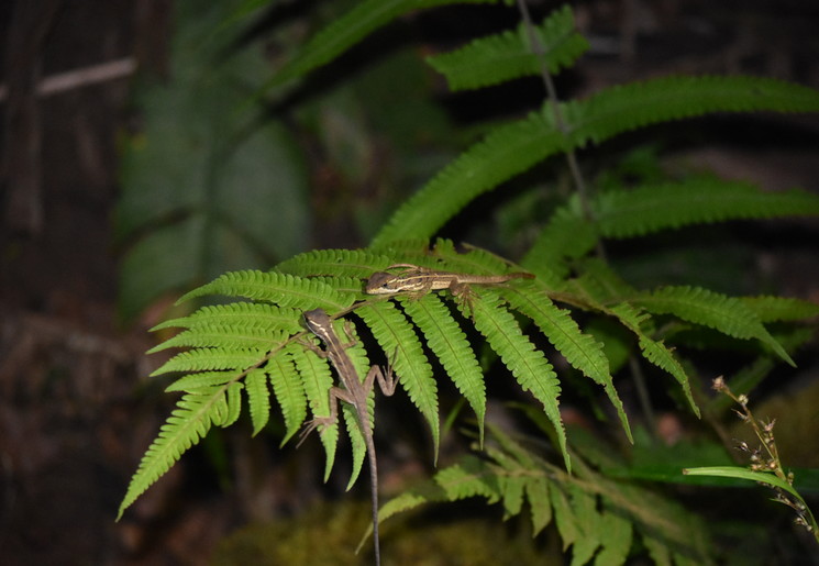 Hagedissen tijdens de nighttour nabij Corcovado National Park - Costa Rica