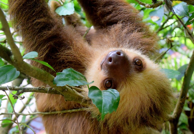 Luiaard in de bomen in Costa Rica