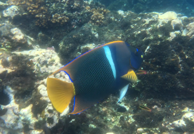 Snorkelen bij Corcovado, Costa Rica