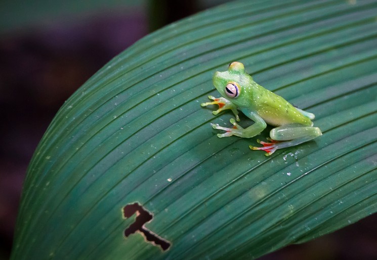 Kikker in Costa Rica