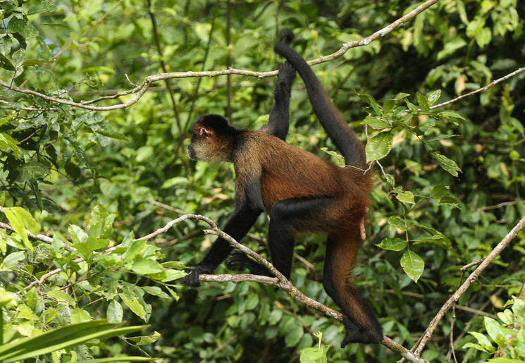 De behendige slingerapen in de bomen van Costa Rica