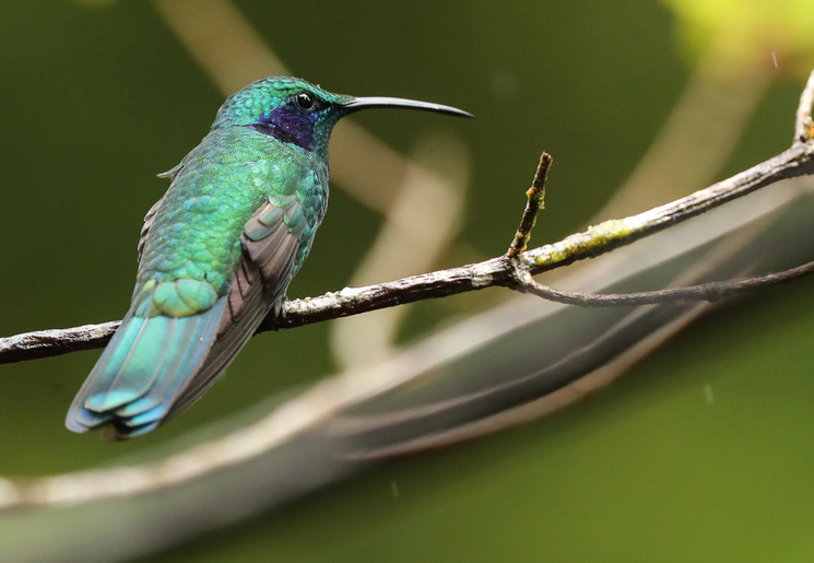 Kolibrie in Costa Rica