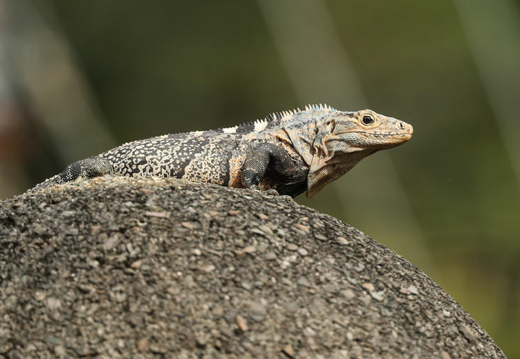 Leguaan in Costa Rica