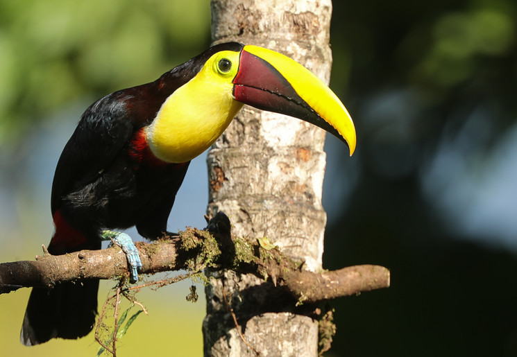 Costa-Rica-toekan
