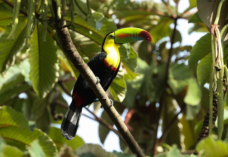 Keel-Billed toekan in de bomen van Costa Rica