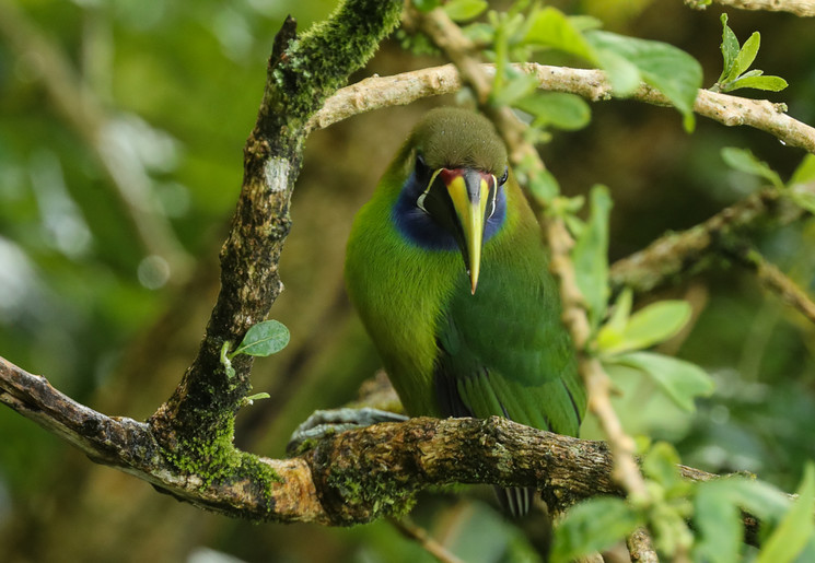Noordelijke Smaragdgroene Toekanet Noordelijke Smaragdgroene Toekanet