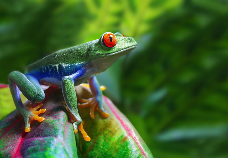 Red-eyed-frog in Monteverde, Costa Rica