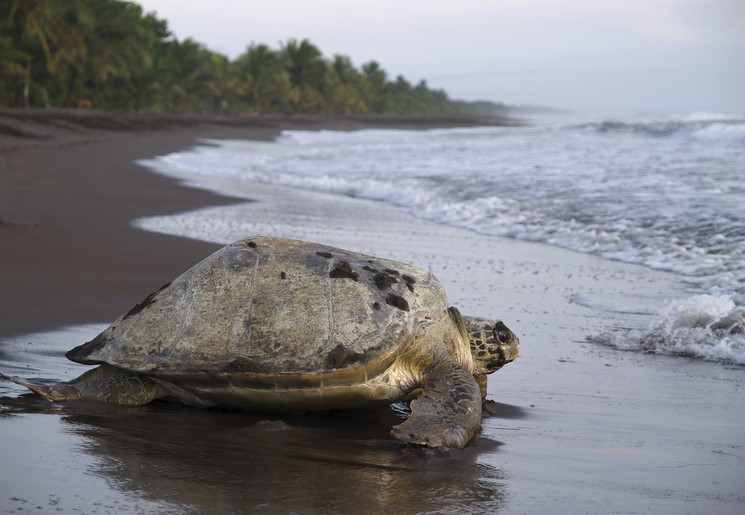 Grote zeeschildpadden aan zee bij Tortuguero National Park, Costa Rica