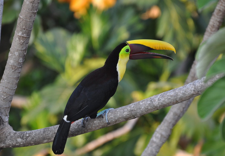 Toekans in Tortuguero National Park, Costa Rica