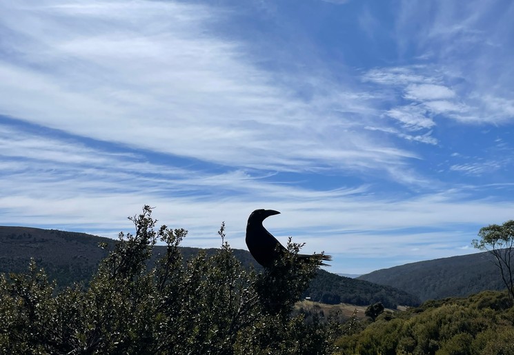 Cradle Mountain Romy Creek en OVerland Track