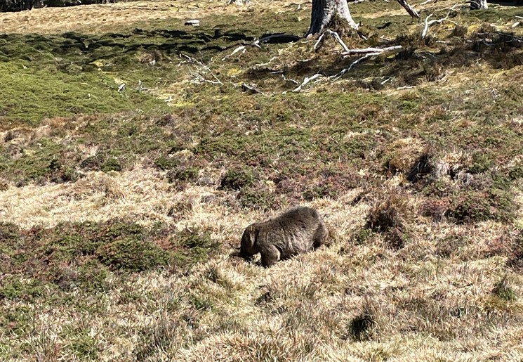 Cradle Mountain Romy Creek en OVerland Track