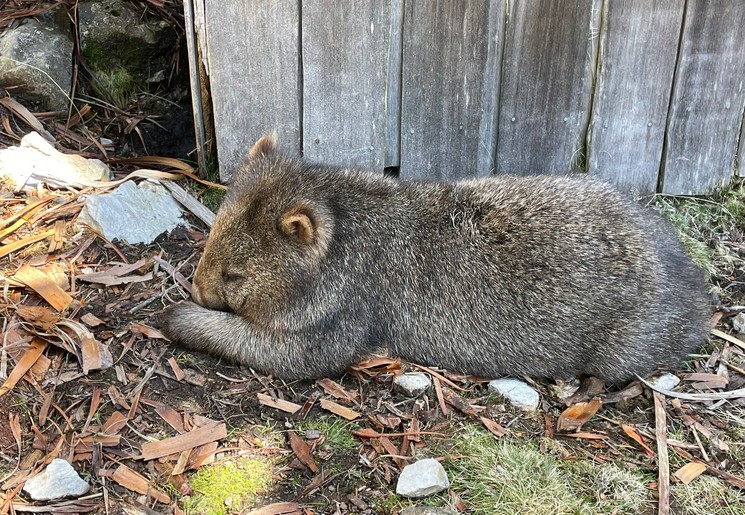 Spot de wombats bij Cradle Mountains, Tasmanië, Australië