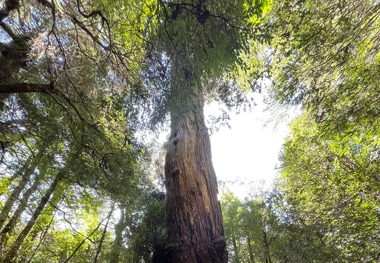 Cradle Mountain Speeler Track