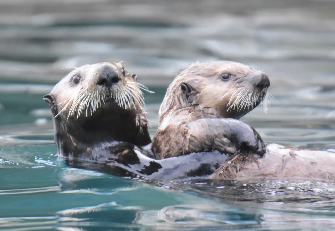 Zeeotters in Alaska, Amerika
